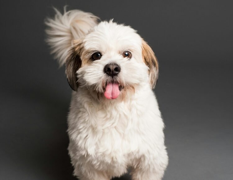 pexels-goochie-poochie-3361739